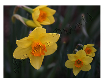 Daffodil series 100A