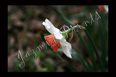 daffodil series 082A