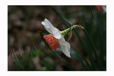 daffodil series 082B