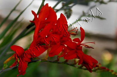 red orchid lilly