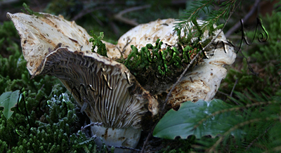 wooden treasure iv