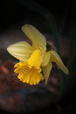 yellow daffodil 2