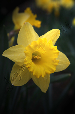 yellow daffodil